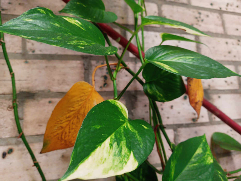 Why are my leaves turning yellow?
