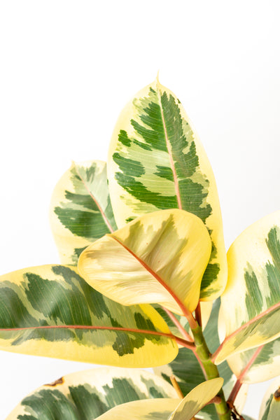 Why you should talk to your plants!