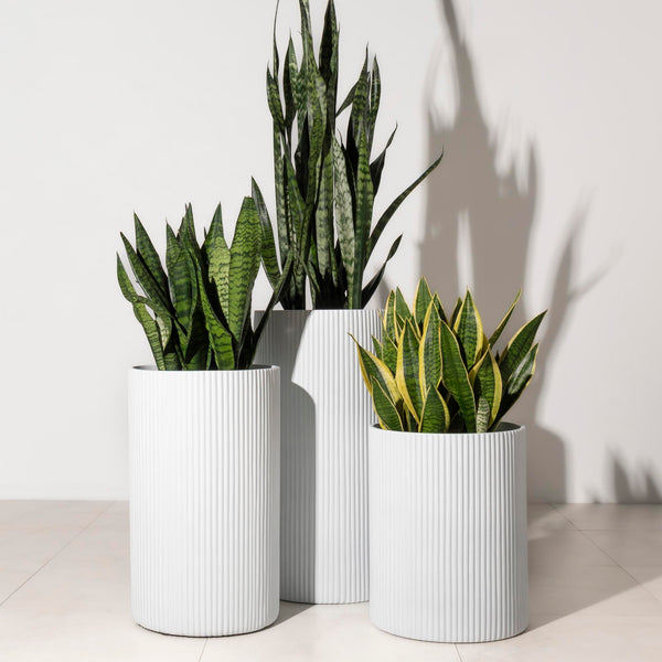 Plant styling my first home - Halyna's house!